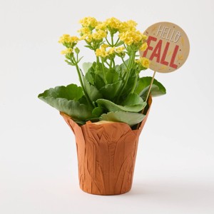 Live Pumpkin Spice Kalanchoe Plant - Good Little Garden™ - 1 of 4