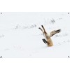 Trends International The Comedy Wildlife Photography Awards: Angela Bohlke - Diving Fox Unframed Wall Poster Prints - 4 of 4