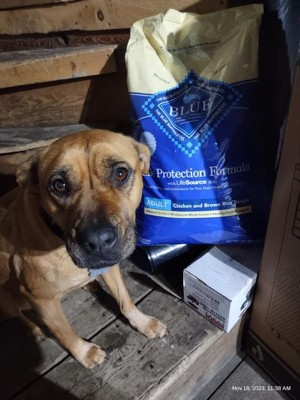 Blue buffalo dog on sale food 30lb bag