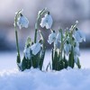 25ct Galanthus Snowdrops Bulbs - Van Zyverden - 2 of 4