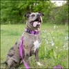 Country Brook Petz American Made Deluxe Nylon Dog Collar - 3 of 4