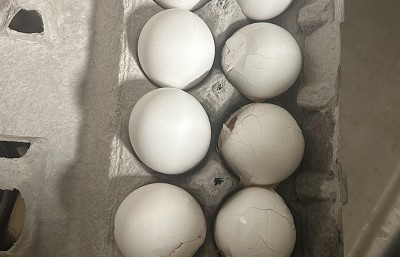 Guest review image 1 of 1, zoom in