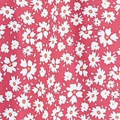 pink chrysanthemum