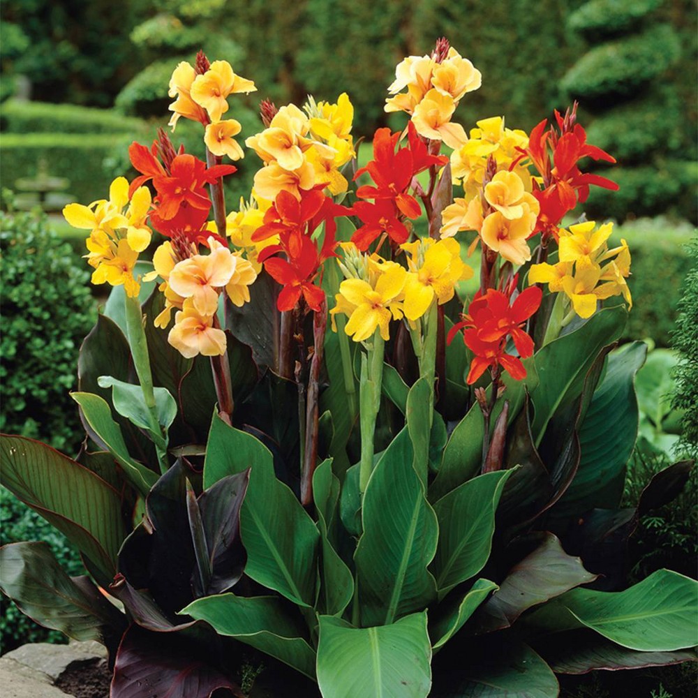 Photos - Garden & Outdoor Decoration Van Zyverden 6ct Bulbs Cannas Giant Tall Mixed Set