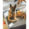 Big Barker 7" Orthopedic Dog Bed - Sleek Edition - 2 of 4