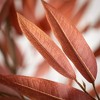 6'3"H Sullivans Colorful Mango Leaf Tree, Brown - 2 of 4