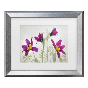 Trademark Fine Art - Mandy Disher  Pulsatilla Matted Framed Art - 1 of 4