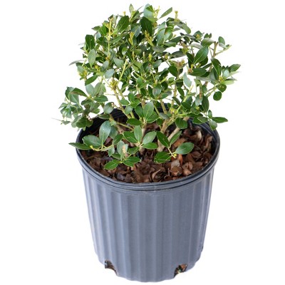 Holly Inkberry 'Nigra' 2.25gal U.S.D.A. Hardiness Zones 4-9 - 1pc - National Plant Network