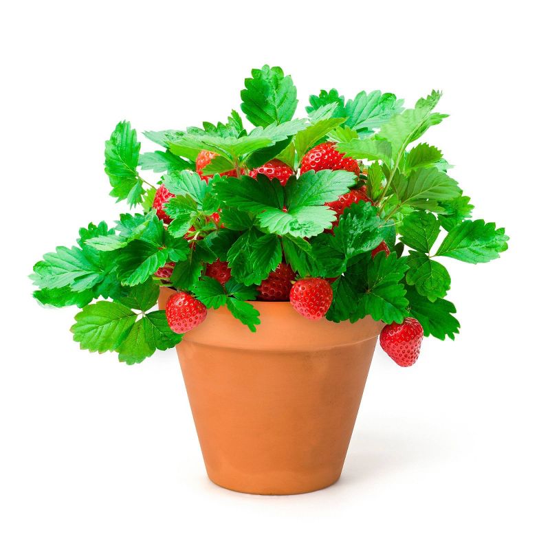 Back to the Roots Organic Alpine Strawberry Kids Grow Kit Science Edition, 5 of 12