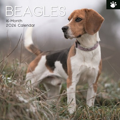 2026 Square Wall Calendar, Beagles, 16-Month Animals Theme, 180 Reminder Stickers (12x12 In)