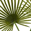 Nearly Natural 49" x 40" Artificial Fan Palm Arrangement in Glass Vase: Indoor Faux Foliage, Tabletop Decor - 2 of 3