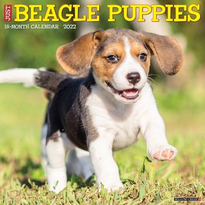 2022 Wall Calendar Just Beagle Puppies - Willow Creek Press