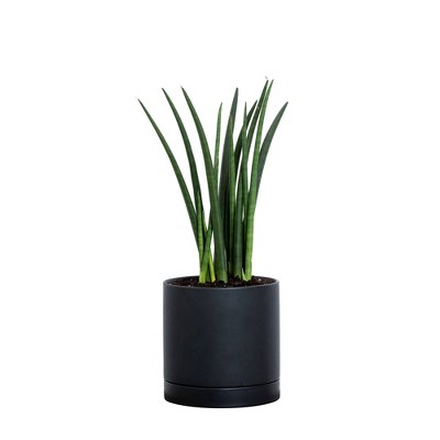 Greendigs Round Tail Snake Plant in Black Pot, 7"