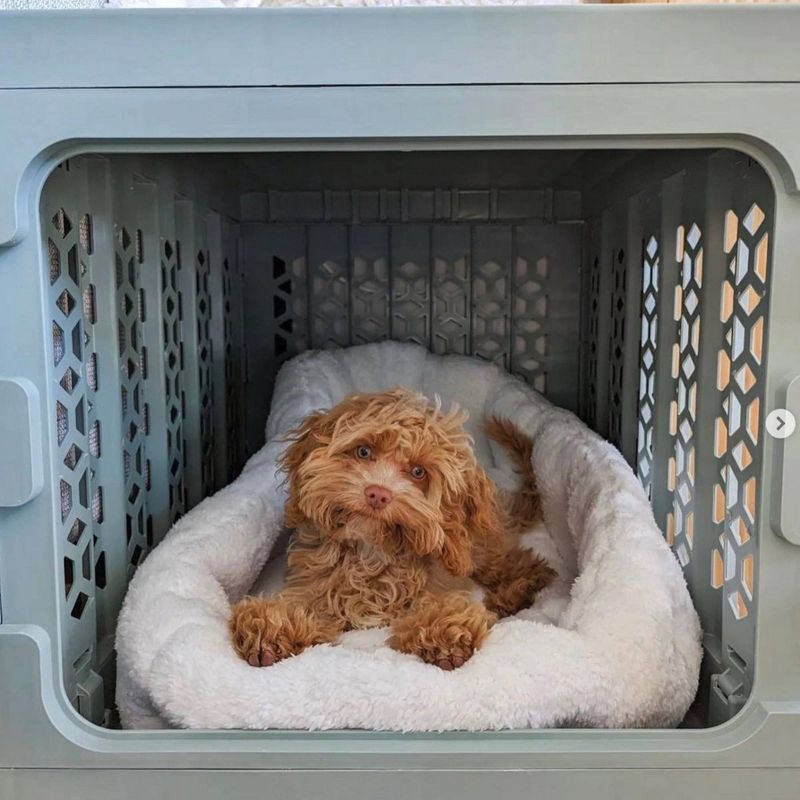 KindTail PAWD Cat and Dog Crate, 6 of 12
