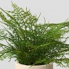 Small Artificial Asparagus Fern Leaf in Pot - Threshold™ - image 3 of 4