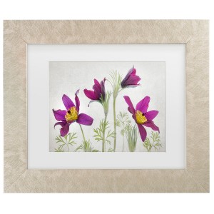 Trademark Fine Art - Mandy Disher  Pulsatilla Matted Framed Art - 1 of 4