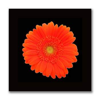 14" x 14" Orange Gerber Daisy by Anonymous - Trademark Fine Art