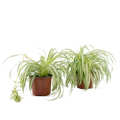 2pc Spider Plant - National Plant Network