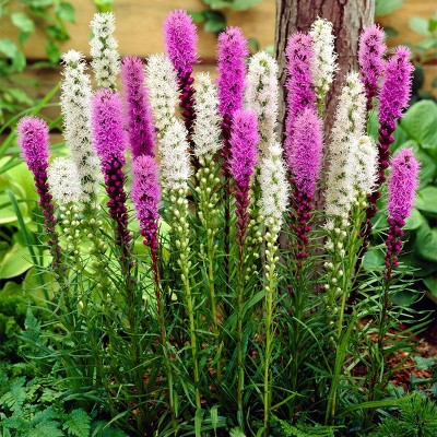 5ct Astilbe Top Choice Cake Mixture Bulbs - Van Zyverden