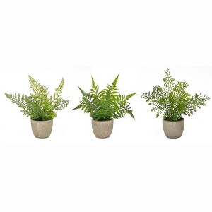Melrose Potted Fern Plant (Set of 3) - 1 of 4
