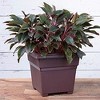 Novelty Countryside Tub Square Plastic Planter, Brown, 18in - 3 of 3