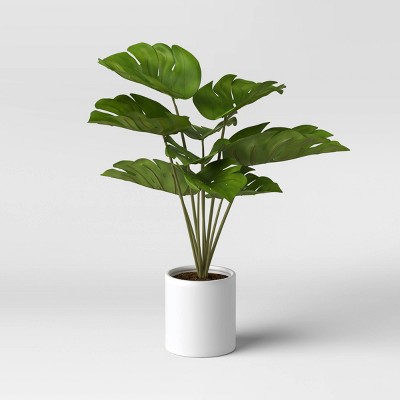 Left side H planter with Variagated monstera plant N22,000 Right side H  planter with cherry blossom plant N24,000