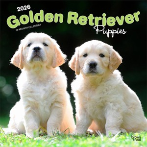 BrownTrout Golden Retriever Puppies 2026 12"x24" Hanging Square Wall Calendar Plastic-Free - 1 of 4