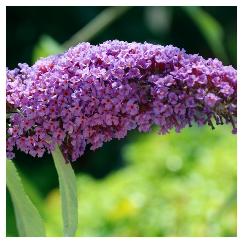 Buddleia &#39;Triple Treat&#39; Butterfly Bush Collection 3pc - National Plant Network - U.S.D.A. Hardiness Zones 5 - 9, 6 of 8
