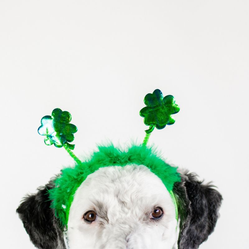 Midlee St. Patrick's Day Shamrock Dog Headband, 1 of 9