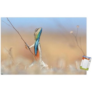 Trends International The Comedy Wildlife Photography Awards: Anup Deodhar - Rockstar Unframed Wall Poster Prints - 1 of 4