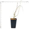 Van Zyverden Set of 3 Salix Hakura Nishiki Potted Rocketliners Plants - 3 of 4