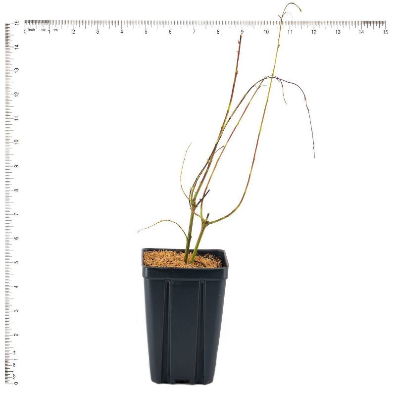 Van Zyverden Salix Hakuro Nishiki 4&#34; Potted Rocketliners Pink Willow in Nursery Pot, 5 of 7