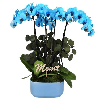 Green Circle Growers 10" Blue Watercolor Orchid Houseplant Blue Planter