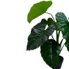 Northlight Artificial Taro Potted Plant - 40" - Green - image 3 of 4