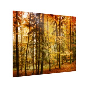Trademark Fine Art -Philippe Sainte-Laudy 'Fall Color' Canvas Art - 1 of 4