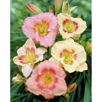 Van Zyverden Set of 5 Daylilies Candy Mixed Roots