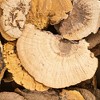 Vickerman Natural Botanicals Dried Assorted 4-6 inch Sponge Mushrooms - 2 of 2
