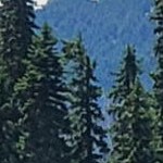 rustic pine black narrow