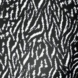 black ivory safari zebra