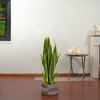 Northlight Real Touch™️ Artificial Potted Striped Leaf Dracaena Snake Plant - 29" - 2 of 4