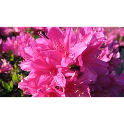 2.5qt Mildred Azalea Plant with Purple Blooms - National Plant Network