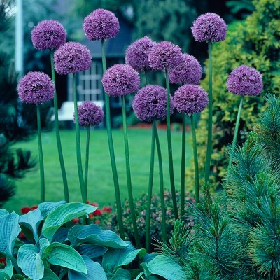 Allium Giant Gladiator Set of 6 Bulbs - Purple - Van Zyverden