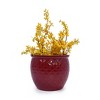 Dolonm Set of 3 Ceramic Planter Set with Drainage - Frost Resistant Planter for Indoor Use - 3 of 4