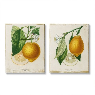 Stupell Industries Floral Lemon Branch with French Script