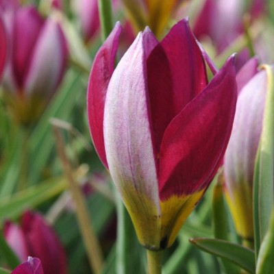 Set of 25 Persian Pearl Tulips - Van Zyverden