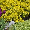 National Plant Network Outdoor Live Golden Euonymus Plant - 1ct 2.25gal - 4 of 4