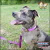 Country Brook Petz Premium Nylon Dog Collar with Metal Buckle for Small Medium Large Breeds - Vibrant 30+ Color Selection - 2 of 4