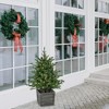 Northlight Real Touch™️ Pre-Lit Potted Deluxe Russian Pine Artificial Christmas Tree - 4' - Warm White LED Lights - 2 of 4