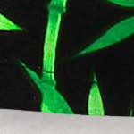 parrot leaf black