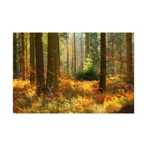 Trademark Fine Art - Caroyl La Barge Normandy, Autumn Canvas Art - 1 of 4